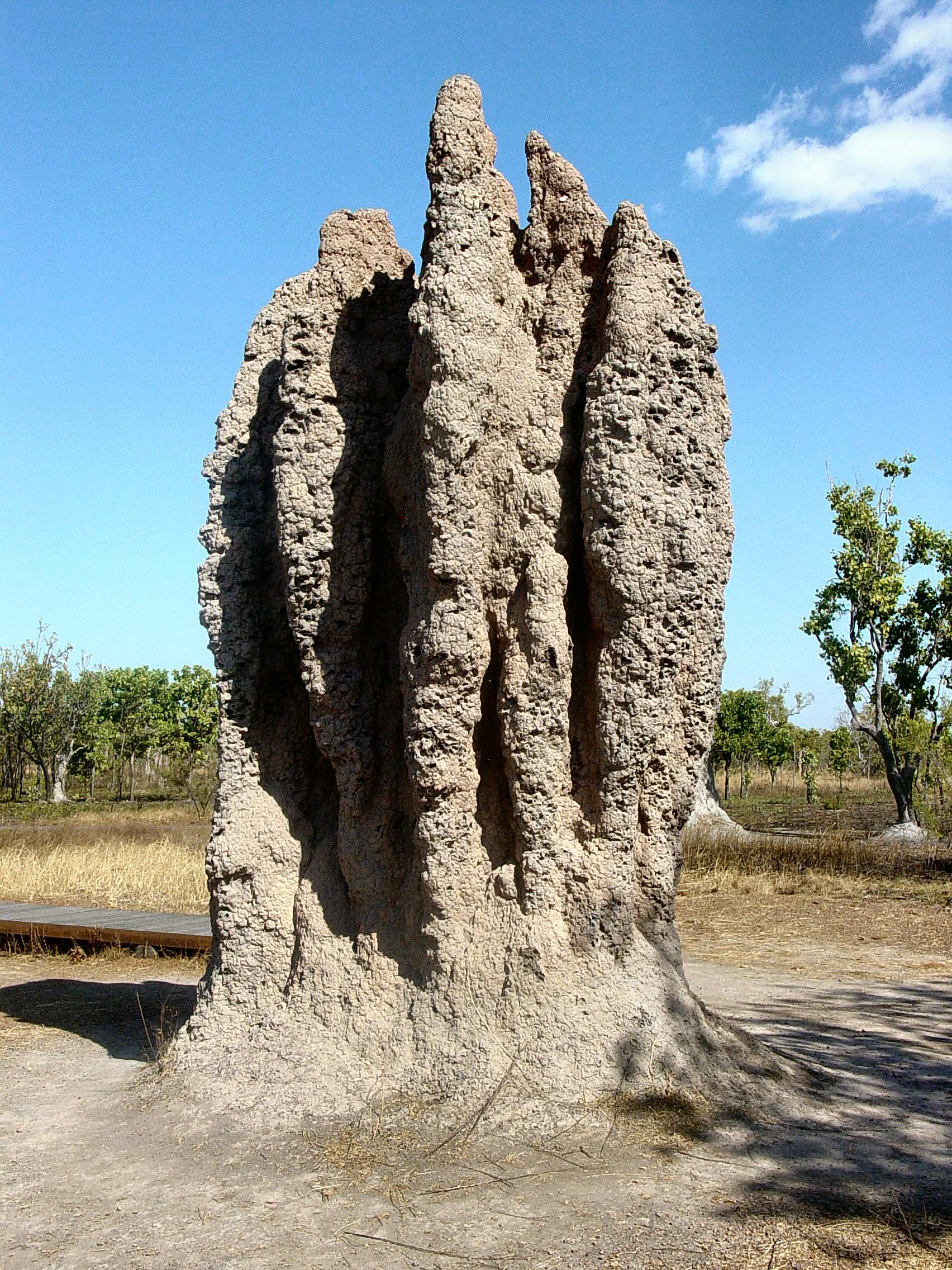 A termite mound